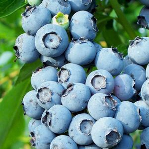 Vaccinium 'Toro' Blueberry