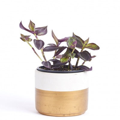 A plant with purple and green leaves growing from a white and gold pot. The stems are also purple and green.