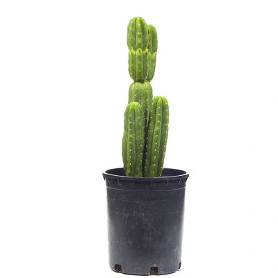 Echinopsis pachano (San Pedro Cactus)