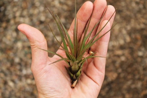 A hand holding up a green and reddish air plant. It has long, spiky leaves.