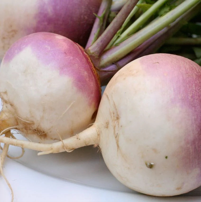 Turnip 'Purple Top White Globe' (Brassica rapa) - Seed SS
