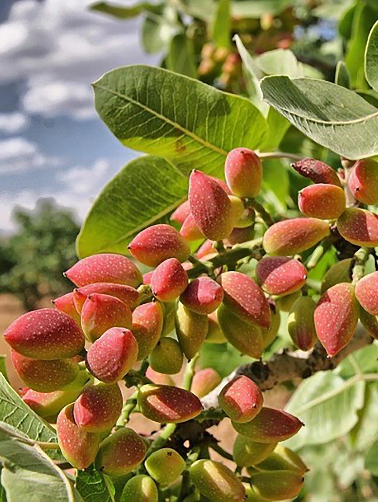 Pistacia vera UCB 1 Hybrid Pistachio NN SymbiOp Garden Shop