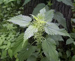 Urtica dioica (Stinging Nettle) MG CC