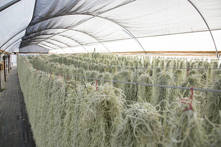 A greenhouse of Usneoides Thick Form air plants.