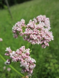 Valeriana officinalis (Valerian) MG CC