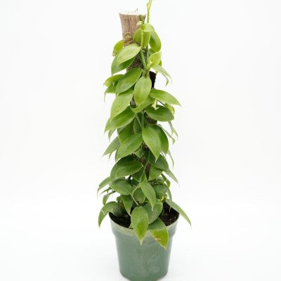 Vanilla planifolia 'Vanilla Orchid'