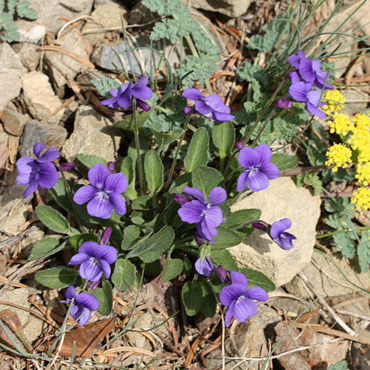 Viola adunca (Early Blue Violet)