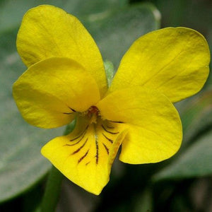 An up close yellow flower with small brown markings on the bottom petals. There are 5 petals total.