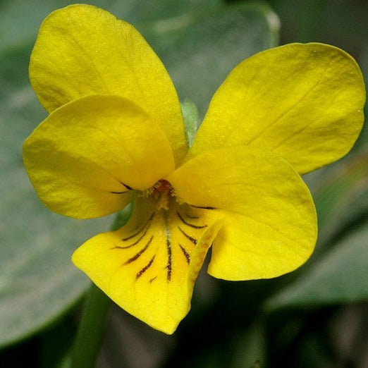 A yellow flower with rounded petals. The center is filled with pollen and there are brown stripes on a few of the petals to attract pollinators.