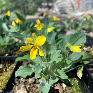 Several canary violet starts with bright yellow flowers blooming at the top of several green stems. The plants have soft, fuzzy-looking green leaves.