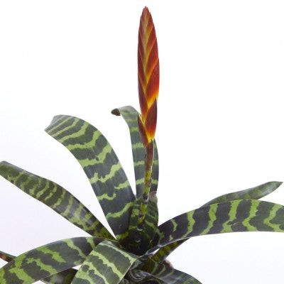 Bromeliad vriesea splendens (Flaming Sword)