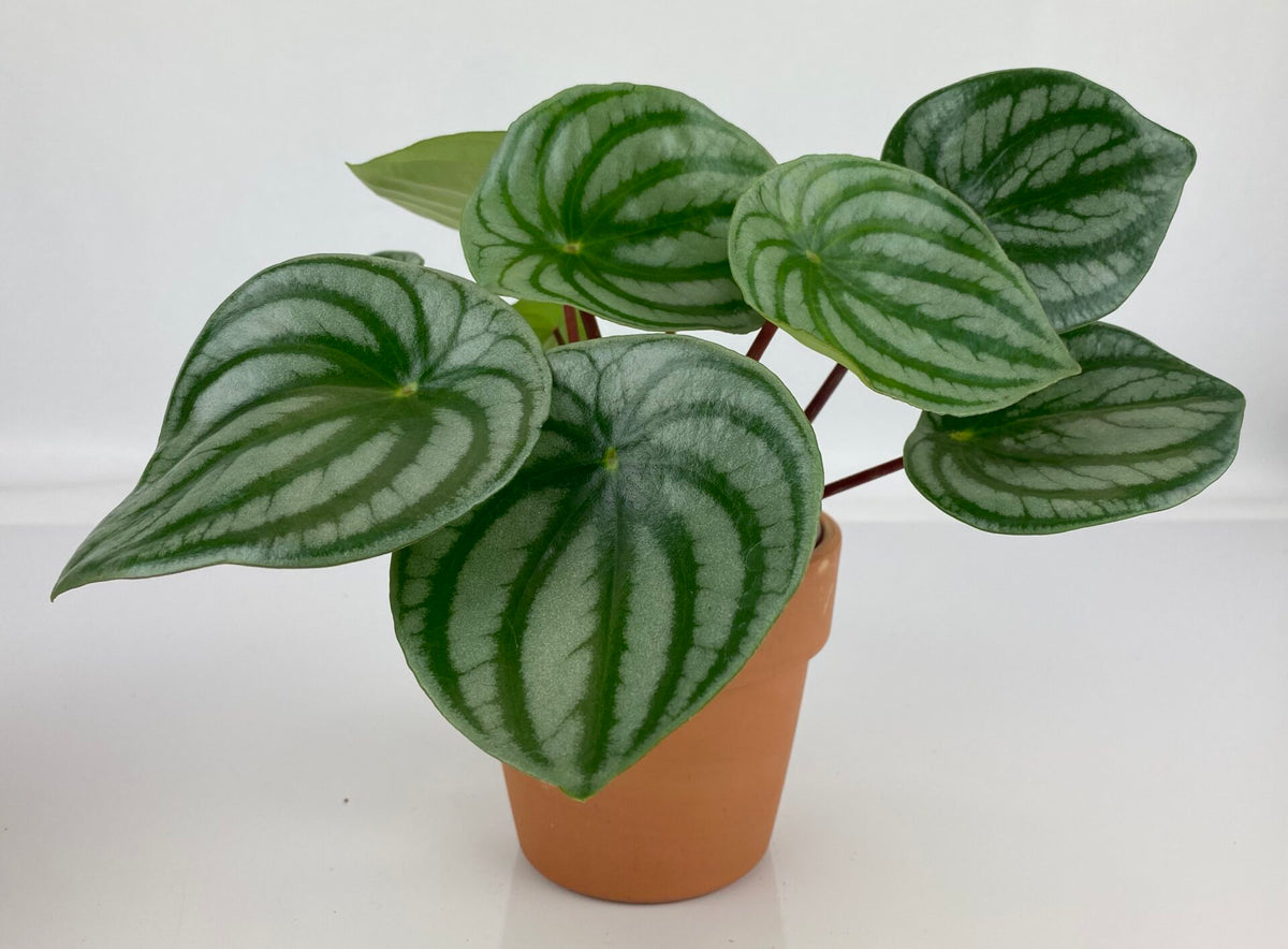 A potted plant whose leaves are tear drop shaped with alternating dark green and light green to white striations. The stems are a vibrant red color. 