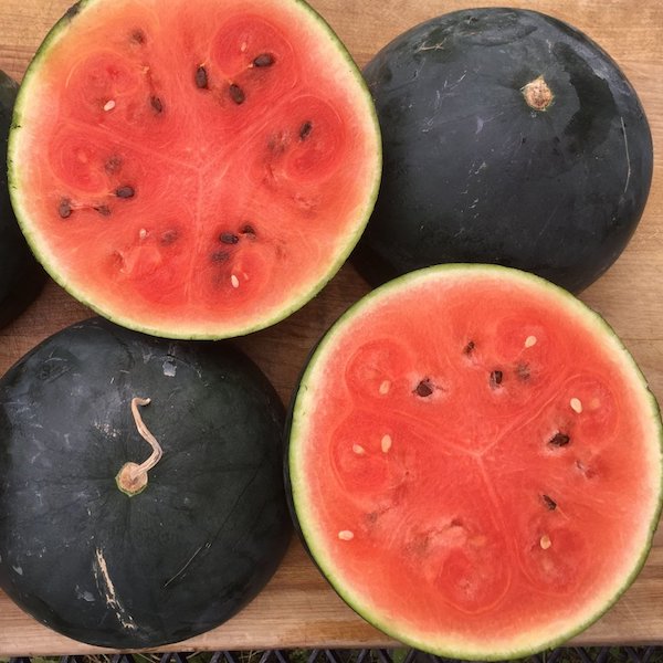 Citrullus lanatus 'Blacktail Mountain' (Watermelon) - Seed SS
