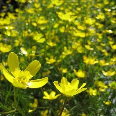 A meadow of vibrant, cup-like yellow flowers.