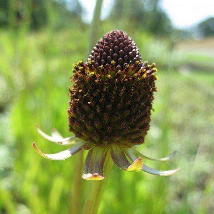 A seedy looking flower head. The petals are spread along the bottom and resemble leaves.