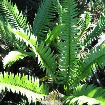 A fern with long, green fronds.