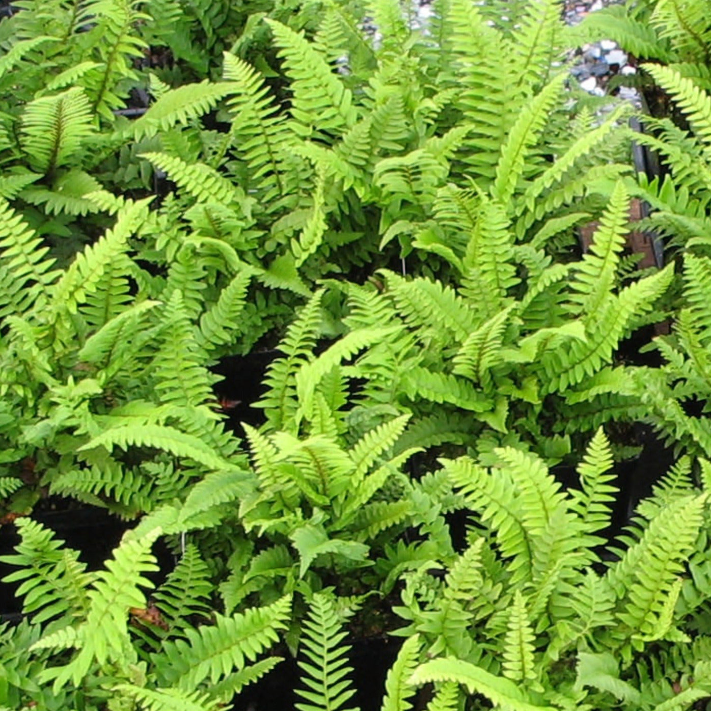 A large cluster of bright green ferns.