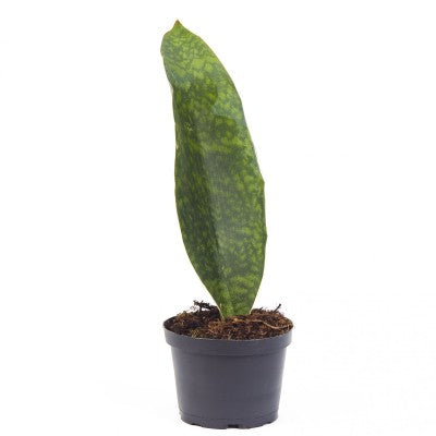 Sansevieria masoniana 'Whale Fin'