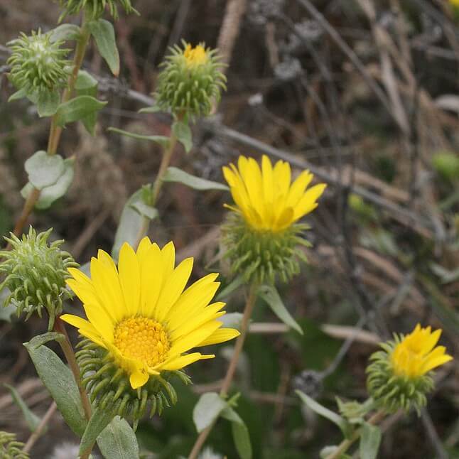 Yellow flowers on brownish stalks. There are few green leaves along with a spiky green cluster at the base of each flower.
