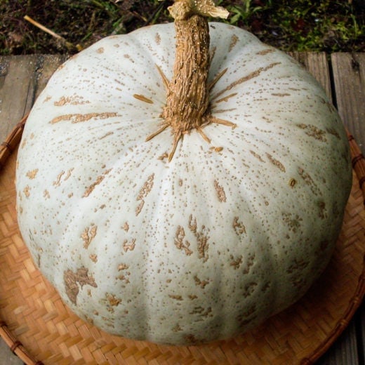 Squash, Winter 'Sweet Meat-Oregon Homestead' (Cucurbita maxima) - Seed AS