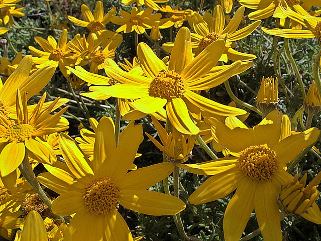Bright yellow woolly sunflower blooms. They resemble very large daisies and have yellow centers. The yellow petals are delicate but broad.