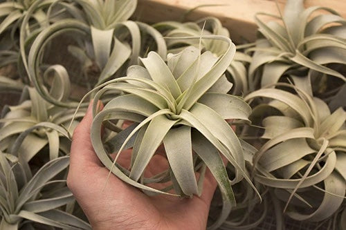 A hand holds a green air plant with thicker, lighted colored leaves than most. There are more air plants of the same variety in the background.