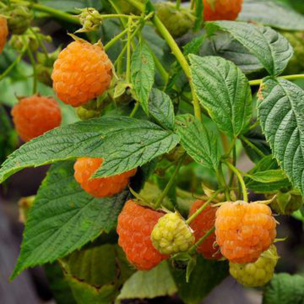 Colorful orange and yellow berries. They are surrounded by green leaves that resemble blackberry leaves.
