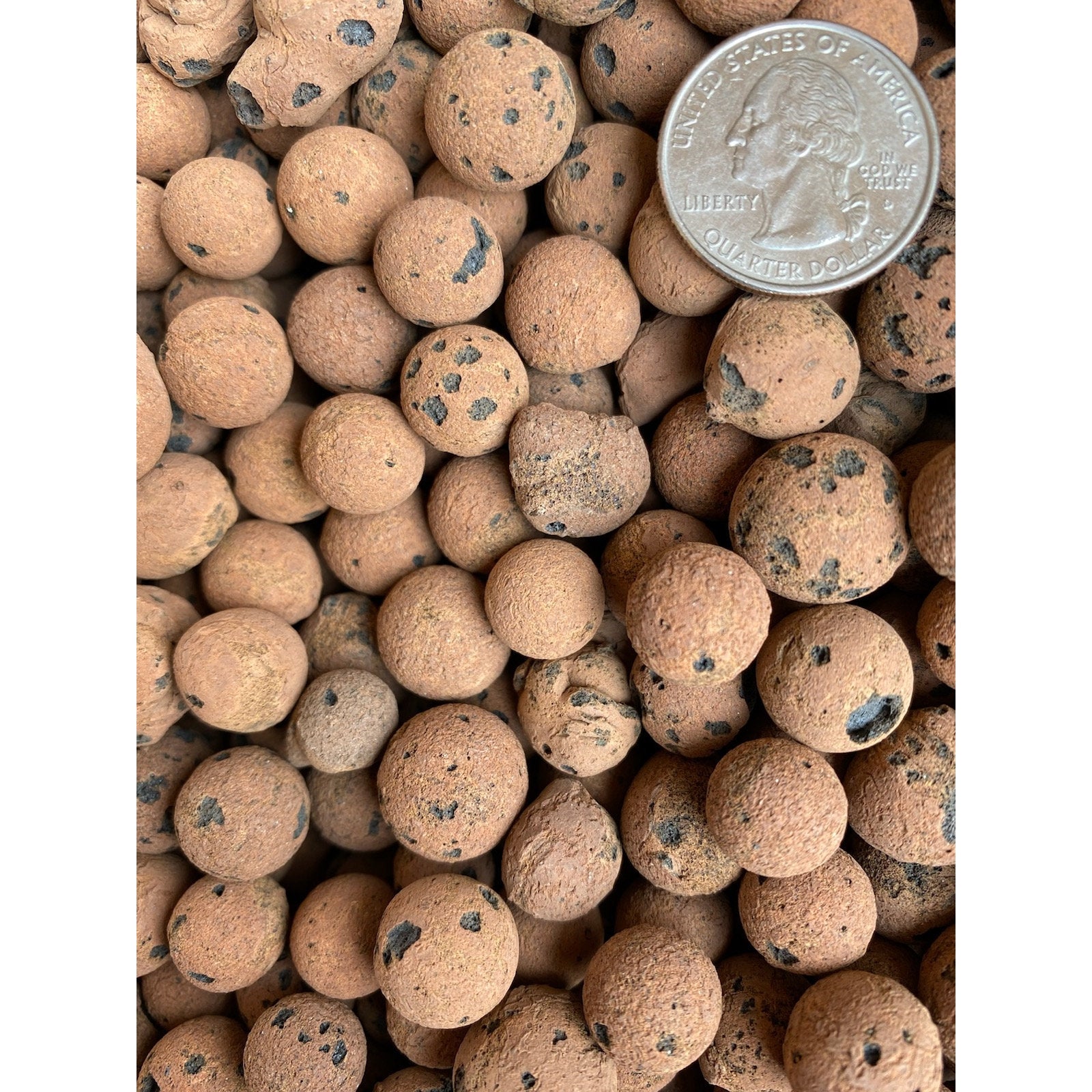 leca balls for succulents LECA Balls