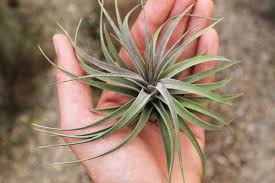 Tillandsia aeranthos Negra