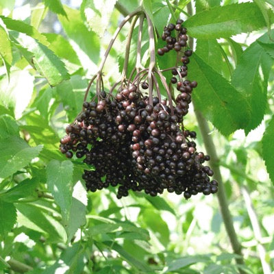 Elderberry 'Allesso' (Sambucus nigra)