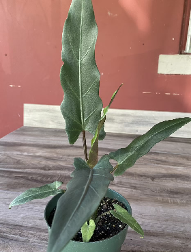 Alocasia lauterbachiana (Purple Sword Elephant Ears)