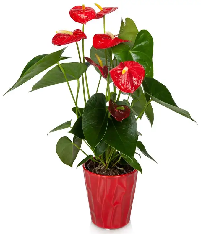 Anthurium andraeanum (Red Anthurium)