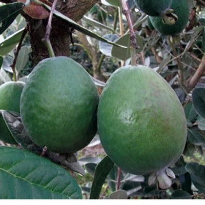 Pineapple Guava 'ANATOKI™' (Acca sellowiana)