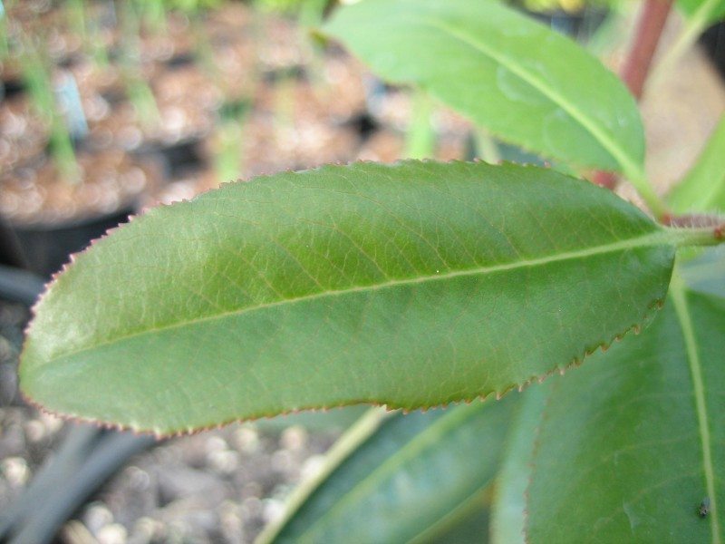 A close up image of Pacific Madrone leaves. They are green and oval shaped with slightly serrated edges.