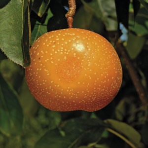 Pear Asian 'Raja' (Pyrus pyrifolia) SN