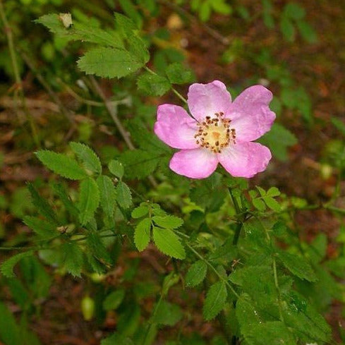 Rosa gymnocarpa (Baldhip Rose)