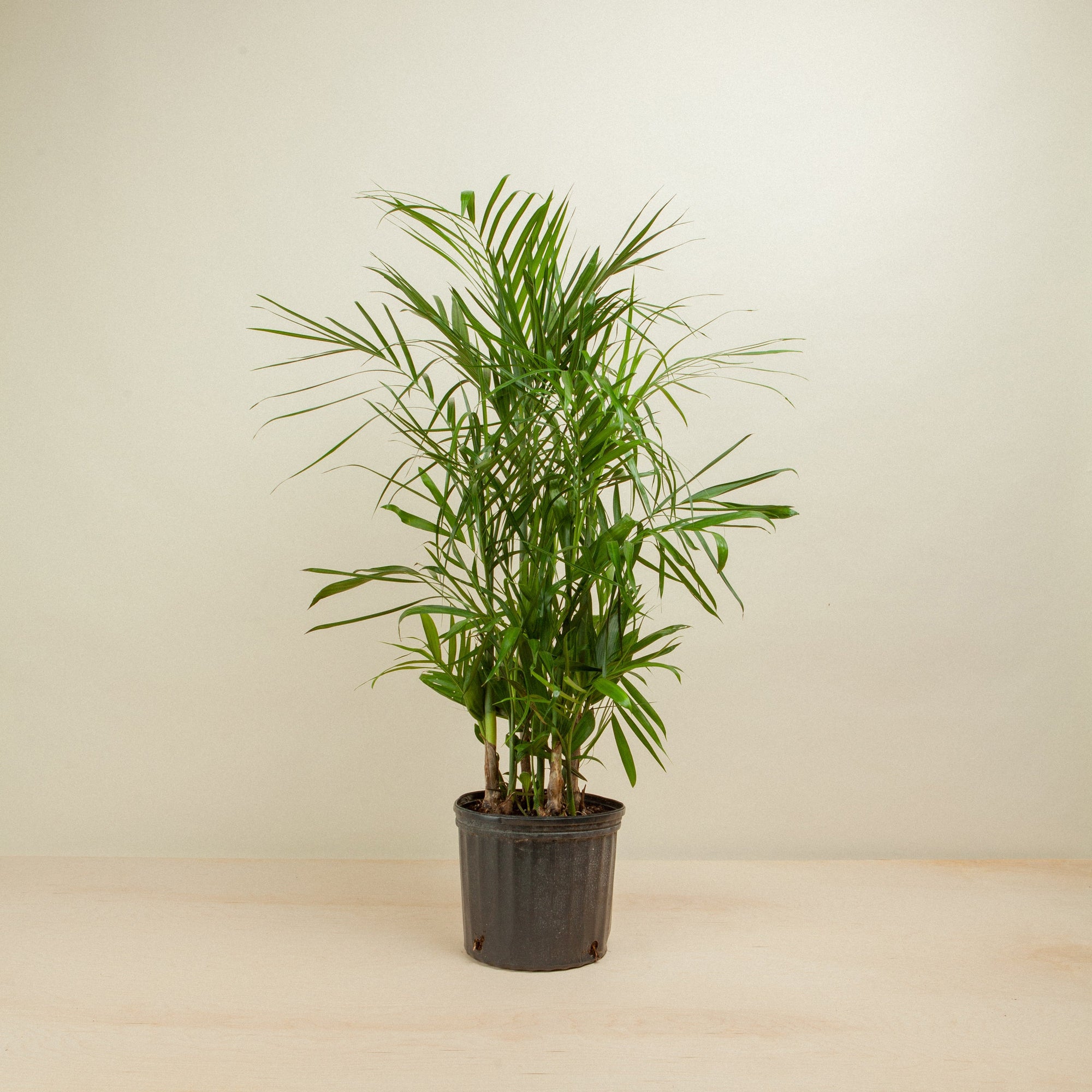 bamboo palm plant Chamaedorea seifrizii (Bamboo Palm)