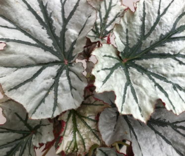 Begonia 'Looking Glass'