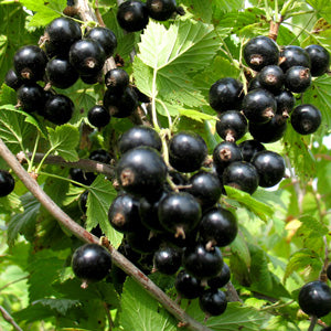 Black Currant 'Lentaj' (Ribes nigrum) SN