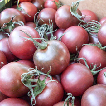 Solanum lycopersicum 'Black Cherry' (Tomato) - Seed AS
