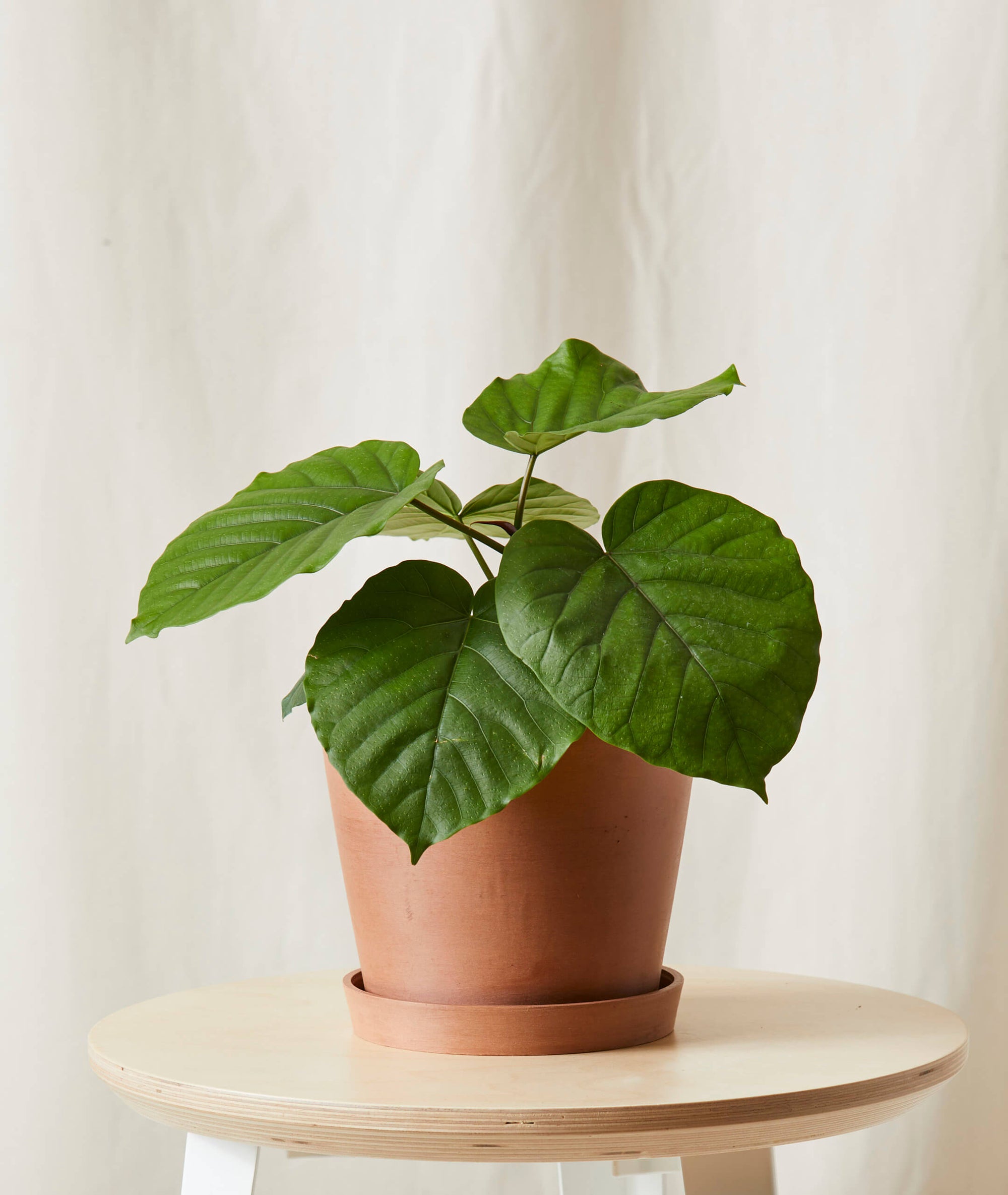 Potted plant with broad, heart shaped, deep green leaves