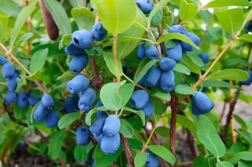 Honeyberry 'Blue Moon' (Lonicera caerulea var. edulis)