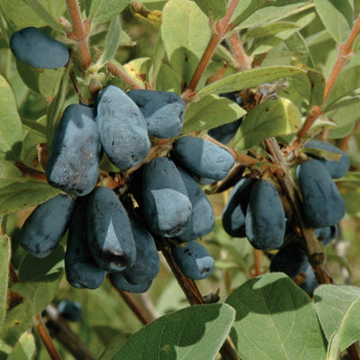 Honeyberry 'Blue Velvet' TM (Lonicera caeruleanvar. edulis)