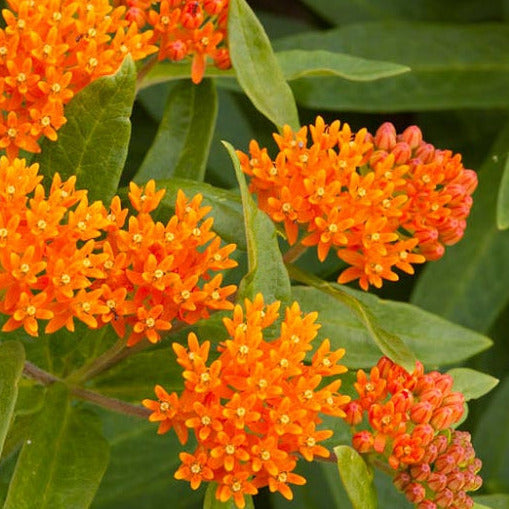 Asclepias tuberosa (Butterfly Weed)