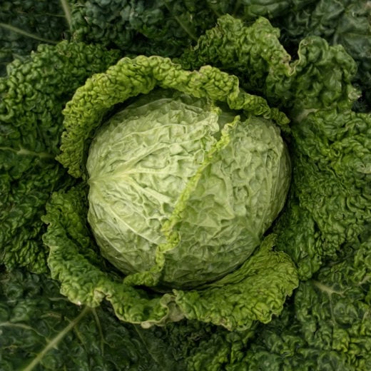 Brassica oleracea 'Winter King Savoy' (Cabbage) Seed AS