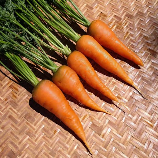 Carrot 'Red Core Chantenay' (Daucus carota) - Seed AS