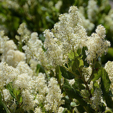 Ceanothus velutinus (Mountain Balm)