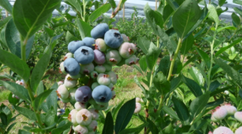 Chandler Blueberry Plant