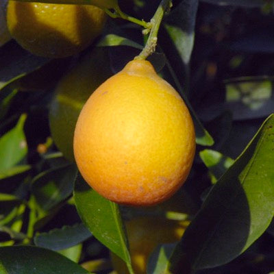 'Changshou' Kumquat-Citrus NN