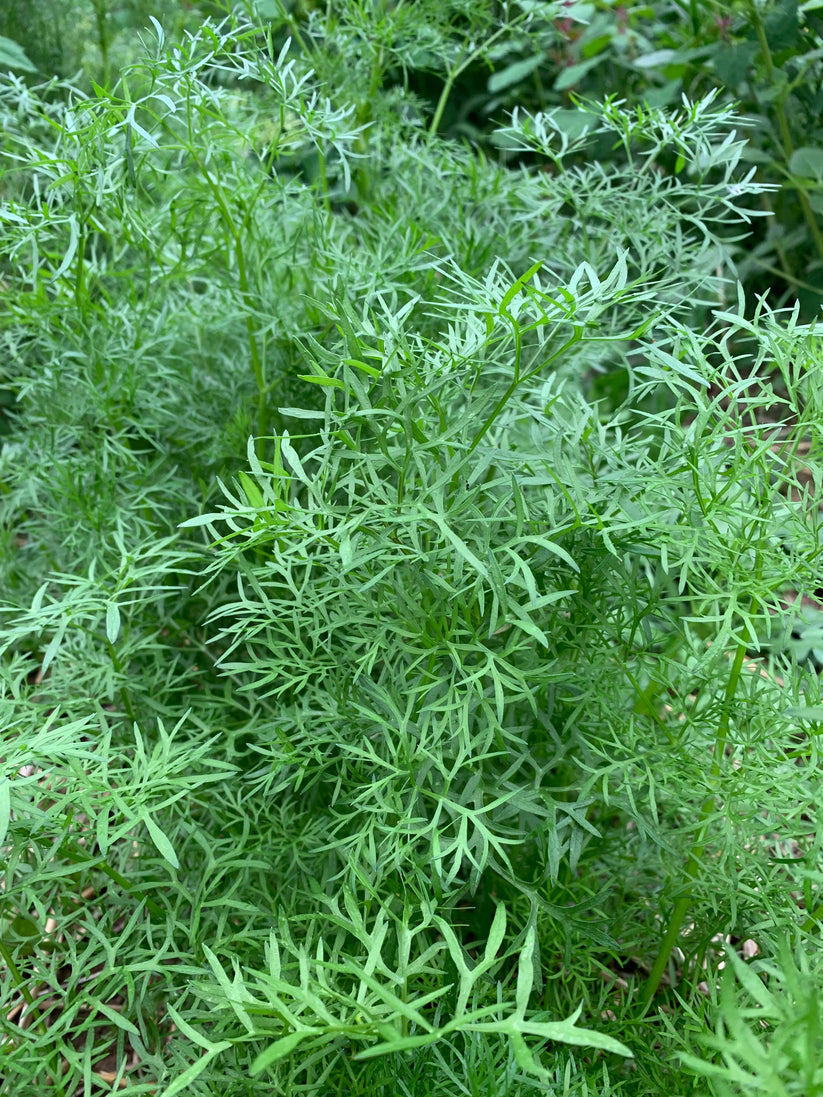 Coriandrum sativum 'Delfino' (Cilantro) - Seed RS